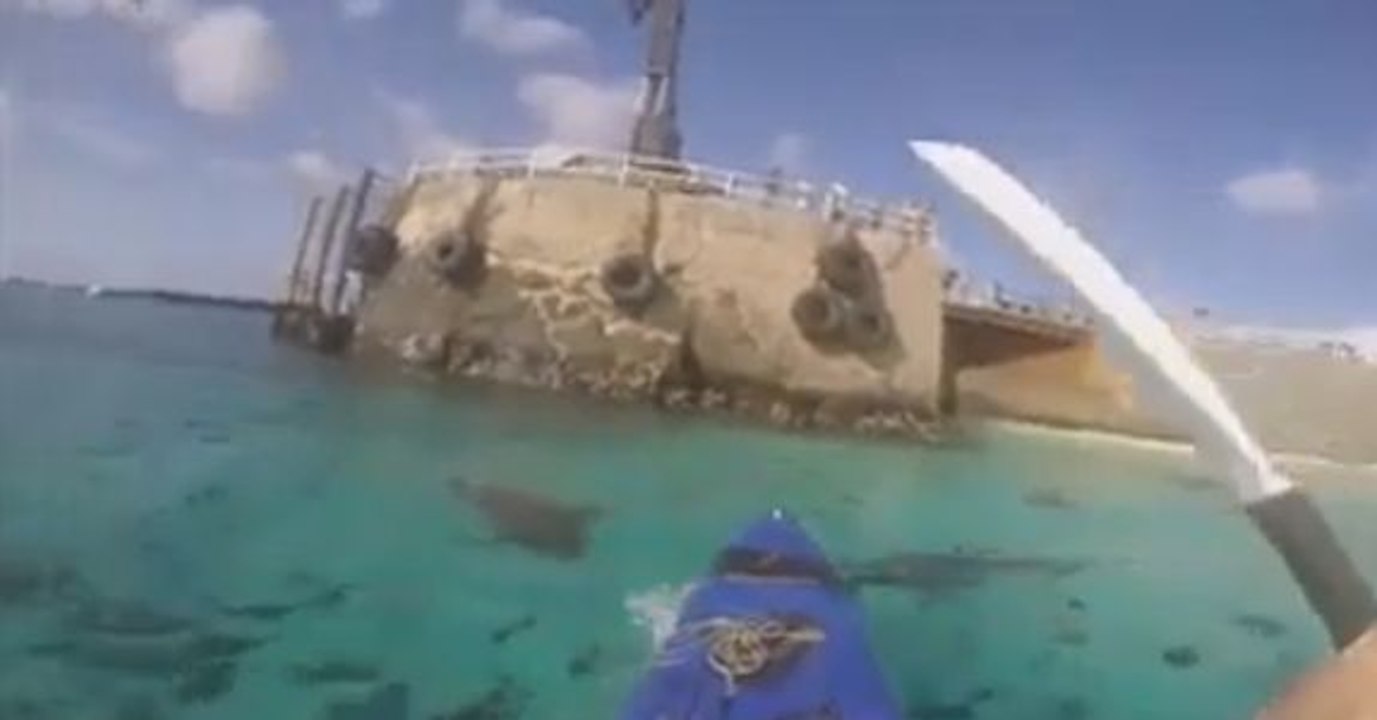 Des requins encercle un homme en kayak !