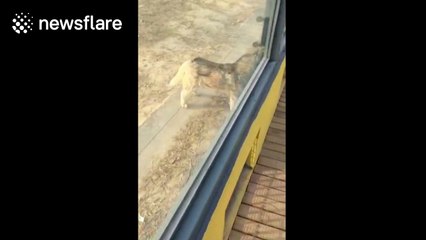 Husky found living with wolves at zoo in China