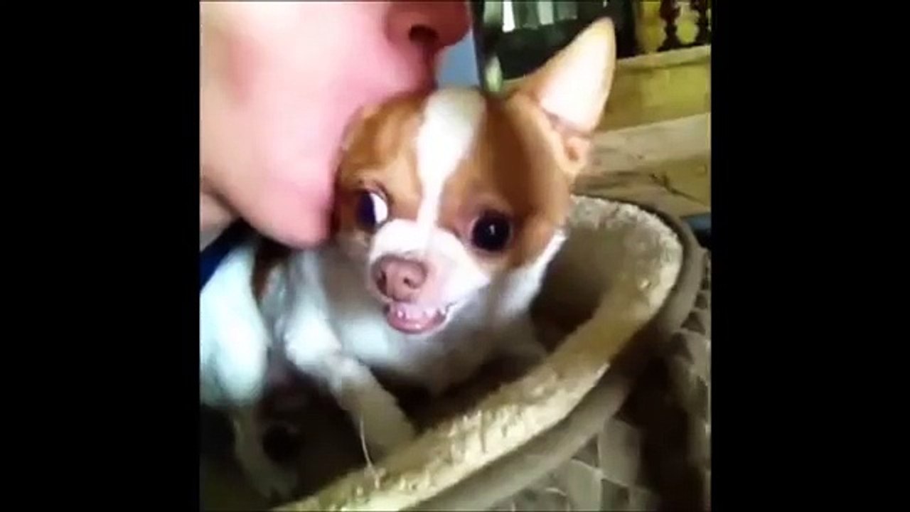 Funny_Dogs_Video_Compilation_2016