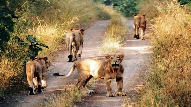 Gir Forest National Park - Gujarat, India.