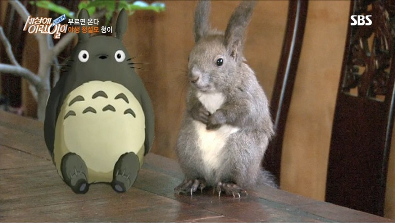귀여운 청설모 (TOTORO) Cute Korean Squirrel  (720p HD)