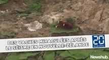 Des vaches miraculées dans un champs effondré après le séisme en Nouvelle-Zélande
