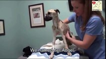 Inspiring Skeleton Dog Rescued! (Before-After)Try To Watch This Without Crying 2