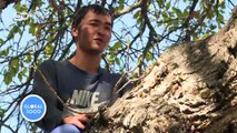 Kirgistan: Rettet den Walnuss-Dschungel! | Global 3000