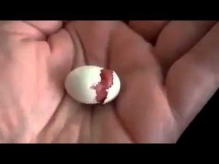 Baby Bird Egg Hatching Amazing Video Dailymotion