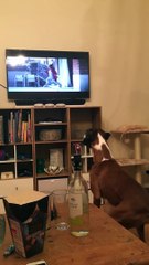 Quand un chien boxeur saute beaucoup mieux que celui de  l'annonce John Lewis