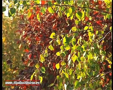 Niculina Stoican Ungurica folclor oltenesc