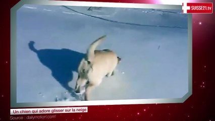 Un chien qui adore glisser sur la neige