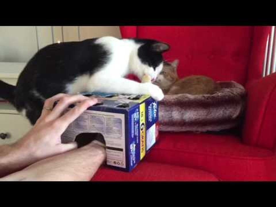 Cat Can't Get Enough of 'whack-A-Finger' Game