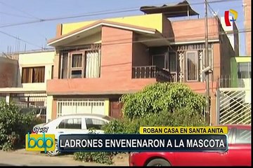 Santa Anita: delincuentes matan a mascota para robar en vivienda
