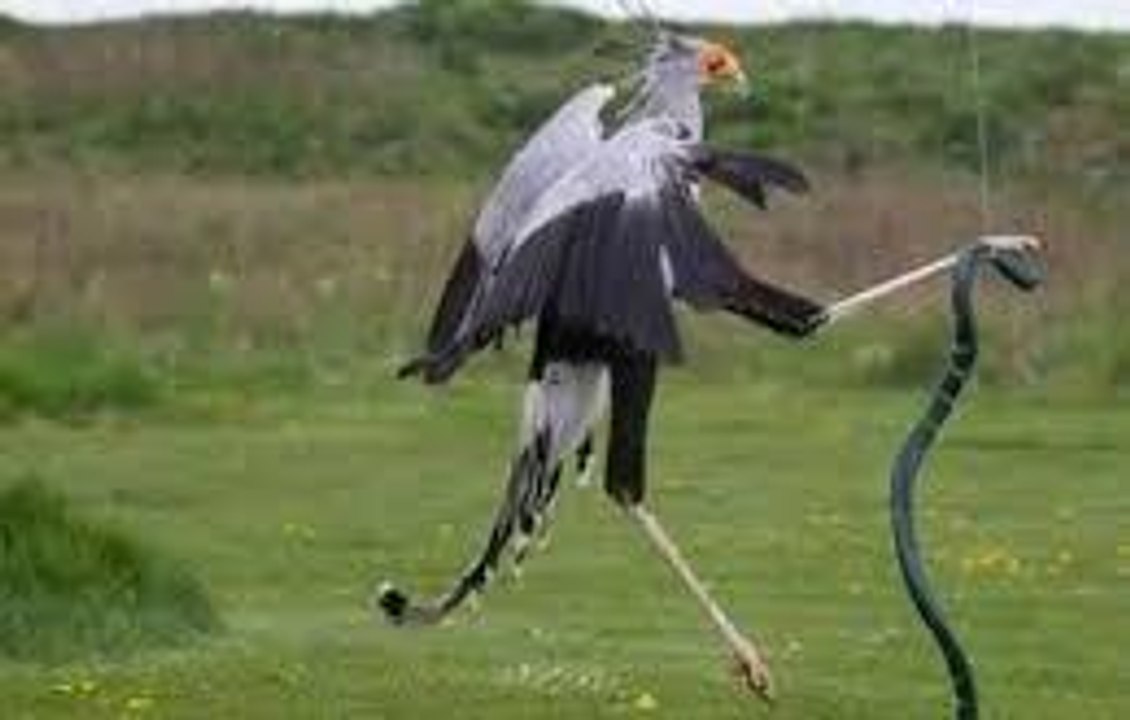 Hız Öldürür | Sekreter Kuşu