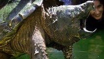 Hız Öldürür | Timsah Kapan Kaplumbağası