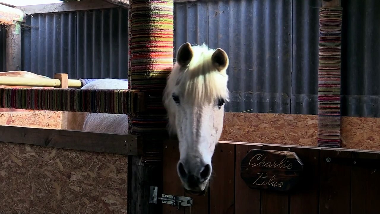 Weird and Wonderful Creatures of World War 1 - BBC