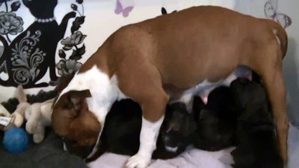 43ème vidéo Le bon lait de Maman Hathor de STAFFORDLAND