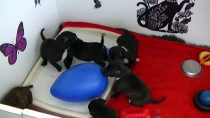41ème vidéo En musique avec les chiots de STAFFORDLAND