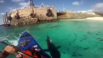 Un hombre provocó a una decena de tiburones mientras hacia  kayak