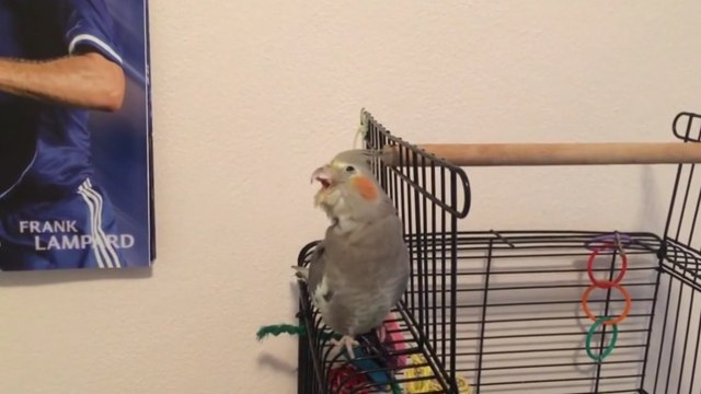 Cockatiel lip-syncing Dilemma by Nelly & Kelly