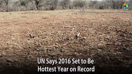 UN Says 2016 Set to Be Hottest Year on Record
