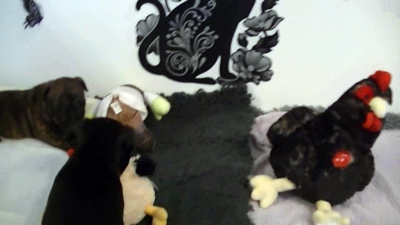 44ème vidéo Les animaux de la ferme avec les chiots de STAFFORDLAND