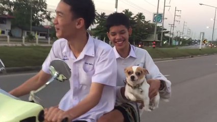 Une balade en scooter terrifiante pour ce petit chihuahua