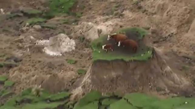 Des vaches coincées sur un îlot d'herbe après le séisme en Nouvelle-Zélande