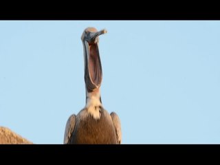 It's Hard to Look Away From This Pelican Yawning