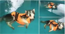 Era suposto este cão aprender a nadar ao vestir o colete... mas ele tinha outro plano em mente!