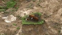 Des vaches coincées sur une parcelle de terrain après un séisme.