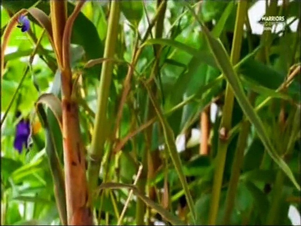 Kingdom of Plants (O Reino das Plantas) - Parte 1