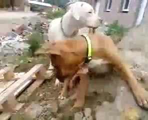 crespo(dogo) & shiva (boxer staff)
