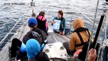 Observation de grands dauphins, de grands cachalots et de dauphins bleus et blancs au Pays Basque
