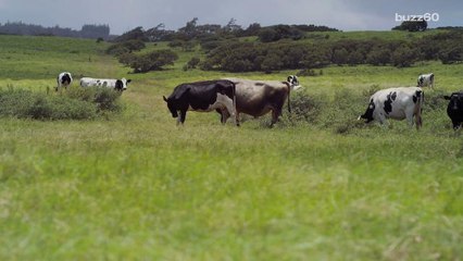 Cows Can Now Text Farmers When They're Under the Weather