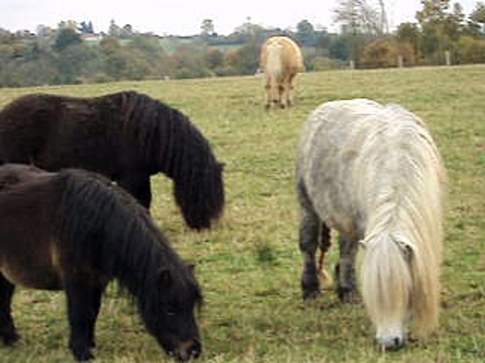 14 étalons ensembles ELEVAGE DE CABUE 4