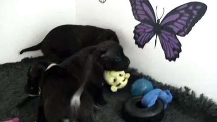 54ème vidéo MAKO de STAFFORDLAND