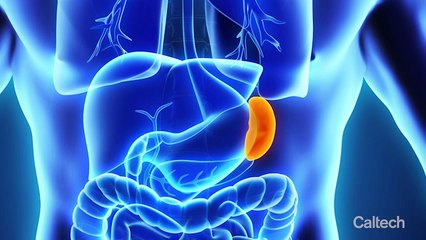 Walkie-talkies para dirigir pelotón de bacterias