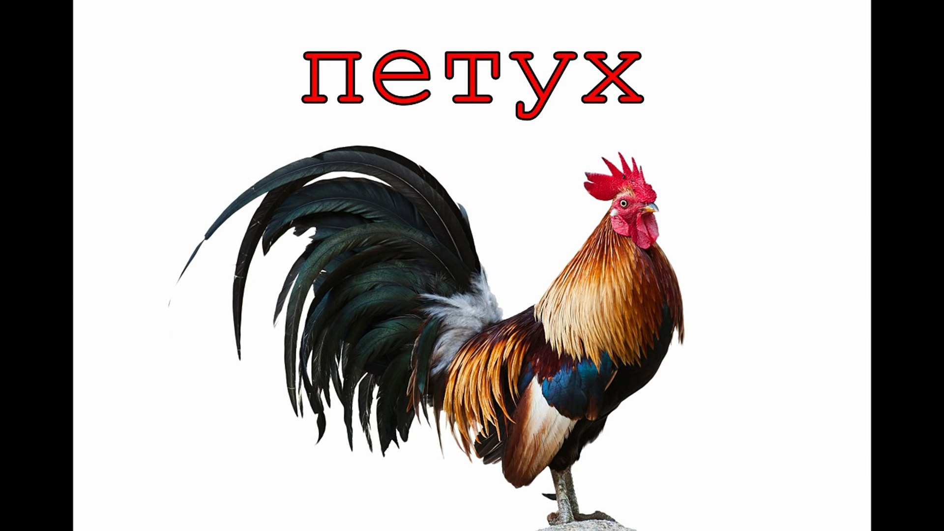 ⁣Голоса домашних животных для детей