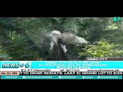[News@6] Davao City, kilala rin dahil sa pangangalaga ng pambansang ibon ng PH [07|07|16]