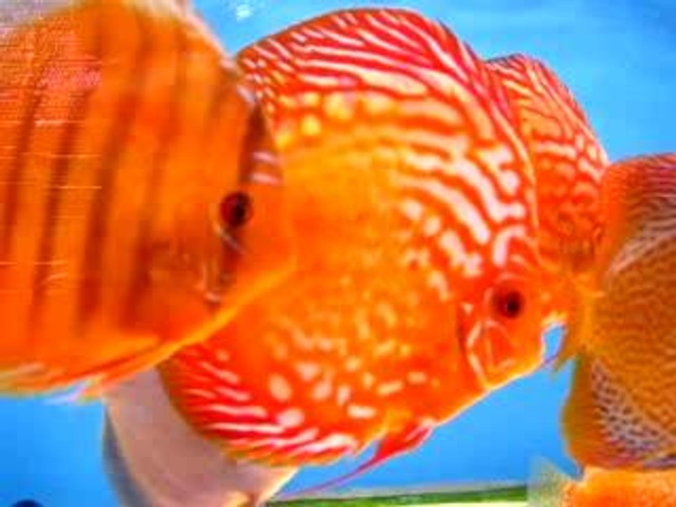 discus sub adultes/adultes