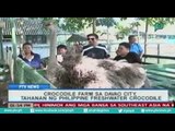 [PTVNews] Crocodile Farm sa Davao city, tahanan ng PH Freshwater Crocodile [07|27|16]