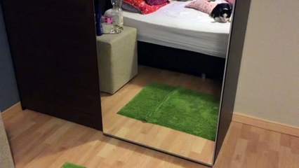 Cat attacks himself in the mirror!