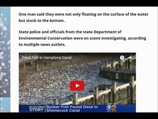 Ten’s of Thousands – Millions of Dead Fish Found Floating in Long Island Waters