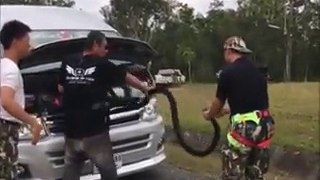 Ils trouvent un cobra royal de 3m dans le moteur de leur camionnette... Flippant!