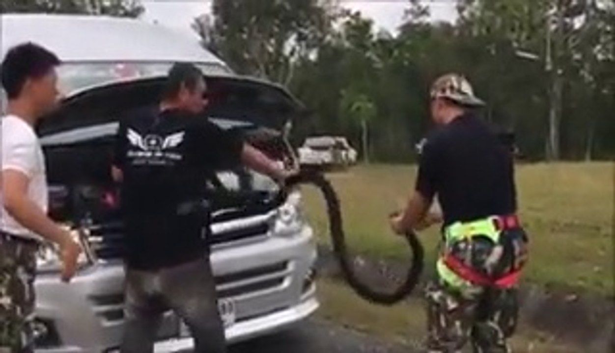 Ils trouvent un cobra royal de 3m dans le moteur de leur camionnette... Flippant!