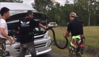 Ils trouvent un cobra royal de 3m dans le moteur de leur camionnette... Flippant!