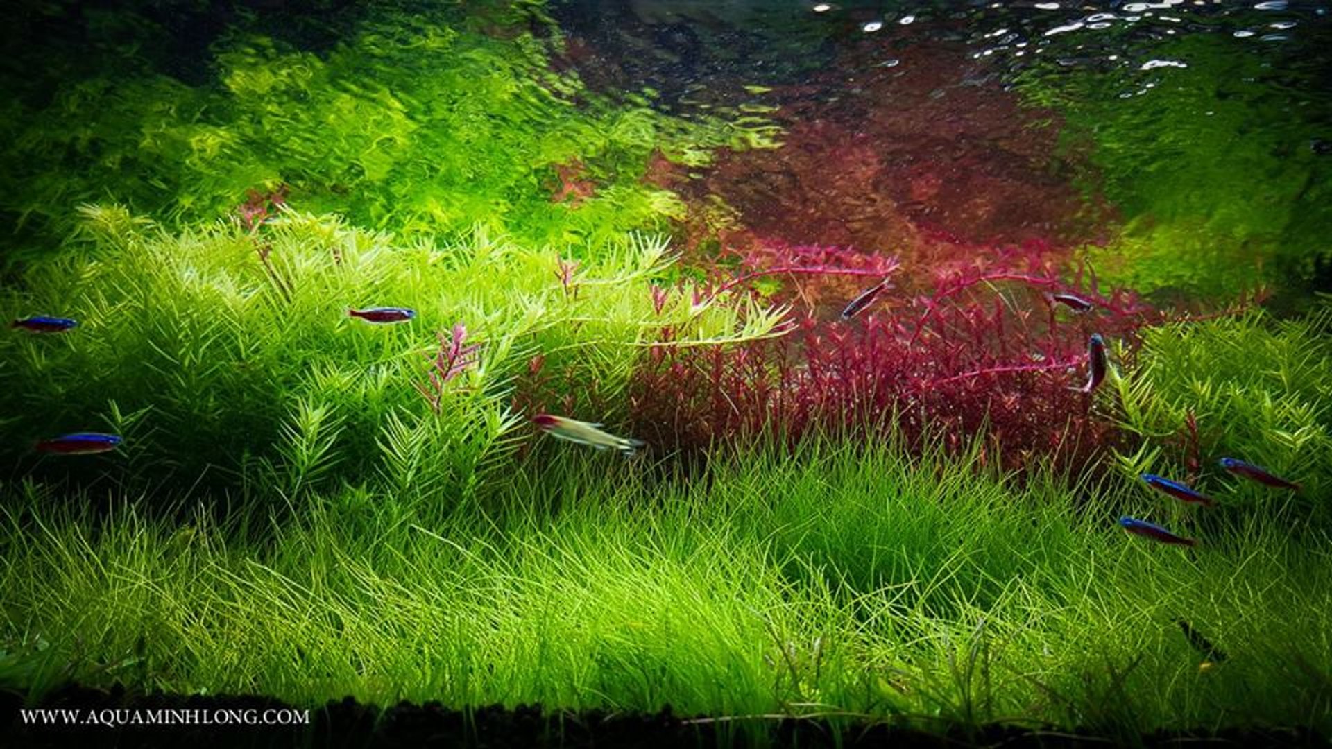 Led水草神燈 可以種紅色水草 還有泡泡海 影片dailymotion