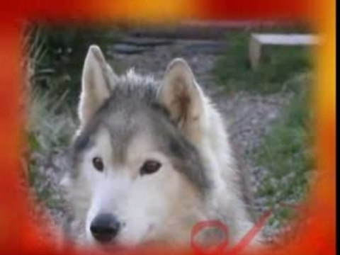 Mes loups My small wolves Good quality