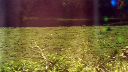 Z57 Reviews the Sheep in England