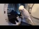 Domesticated Cockatoo Helps With Laundry