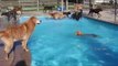 Daycare Dogs Enjoy Last Day at the Pool for the Season