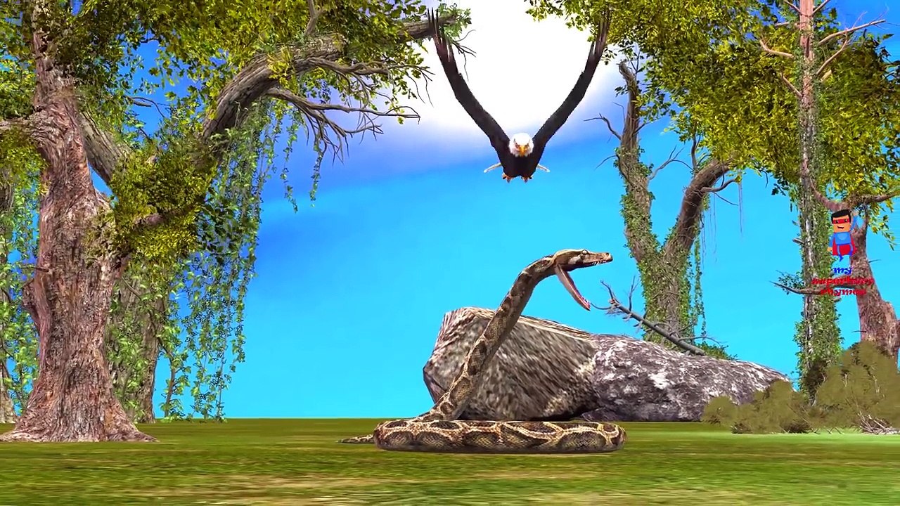 Eagles Fighting And Singing Finger Family Nursery Rhymes For Children | Eagle Finger Family